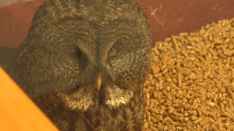 Beaker, a gray owl