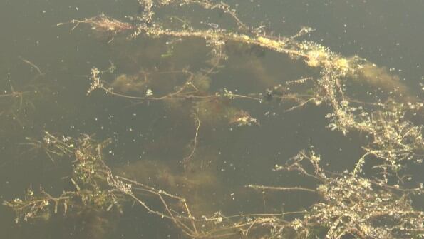 New weapon used in battle against invasive water plant - Vimarsana News